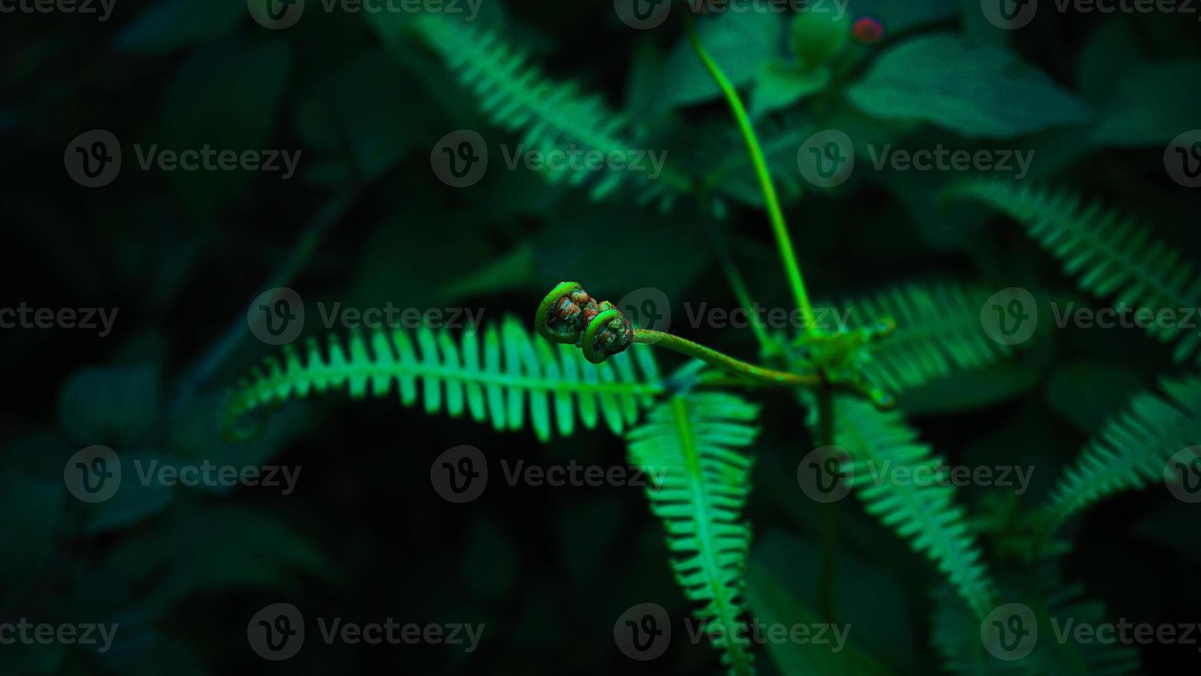 samambaia verde na chuva foto