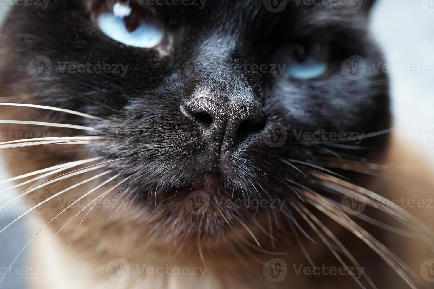 close-up de nariz de gato siamês foto