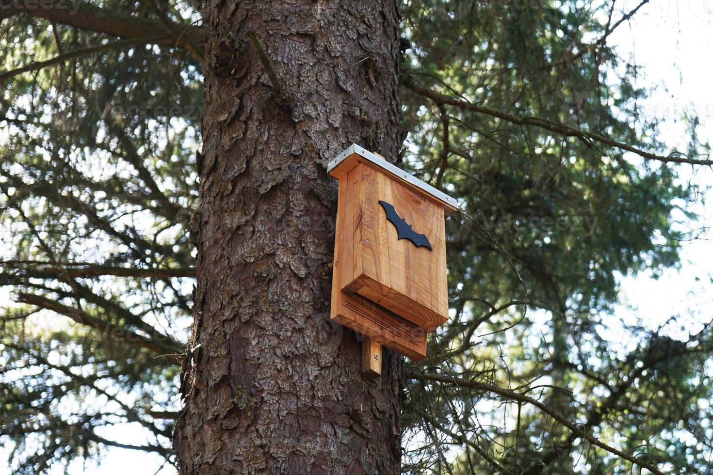 caixa de morcego na árvore foto