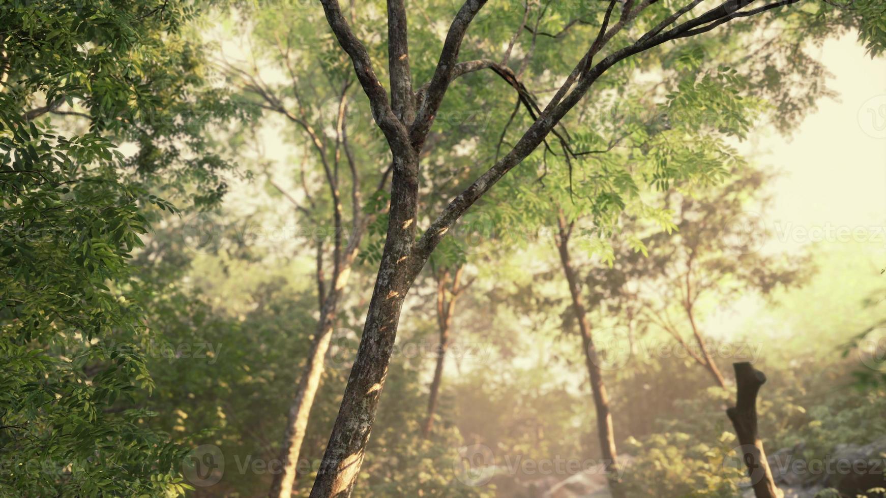 bela clareira da floresta verde em uma luz do sol foto