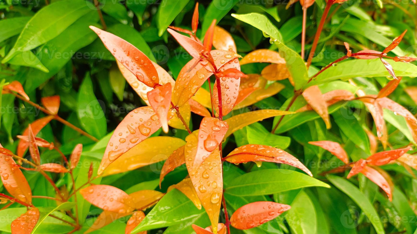 gota de água nas folhas da planta foto