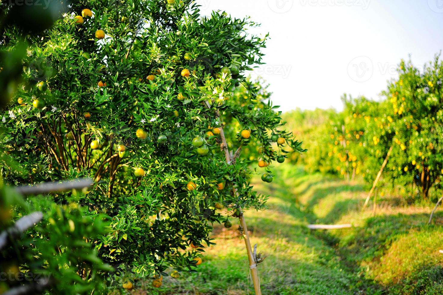 laranja jardim com muitos pomares maduros. cara amarela o jardim laranja dos jardineiros esperando a colheita. foto