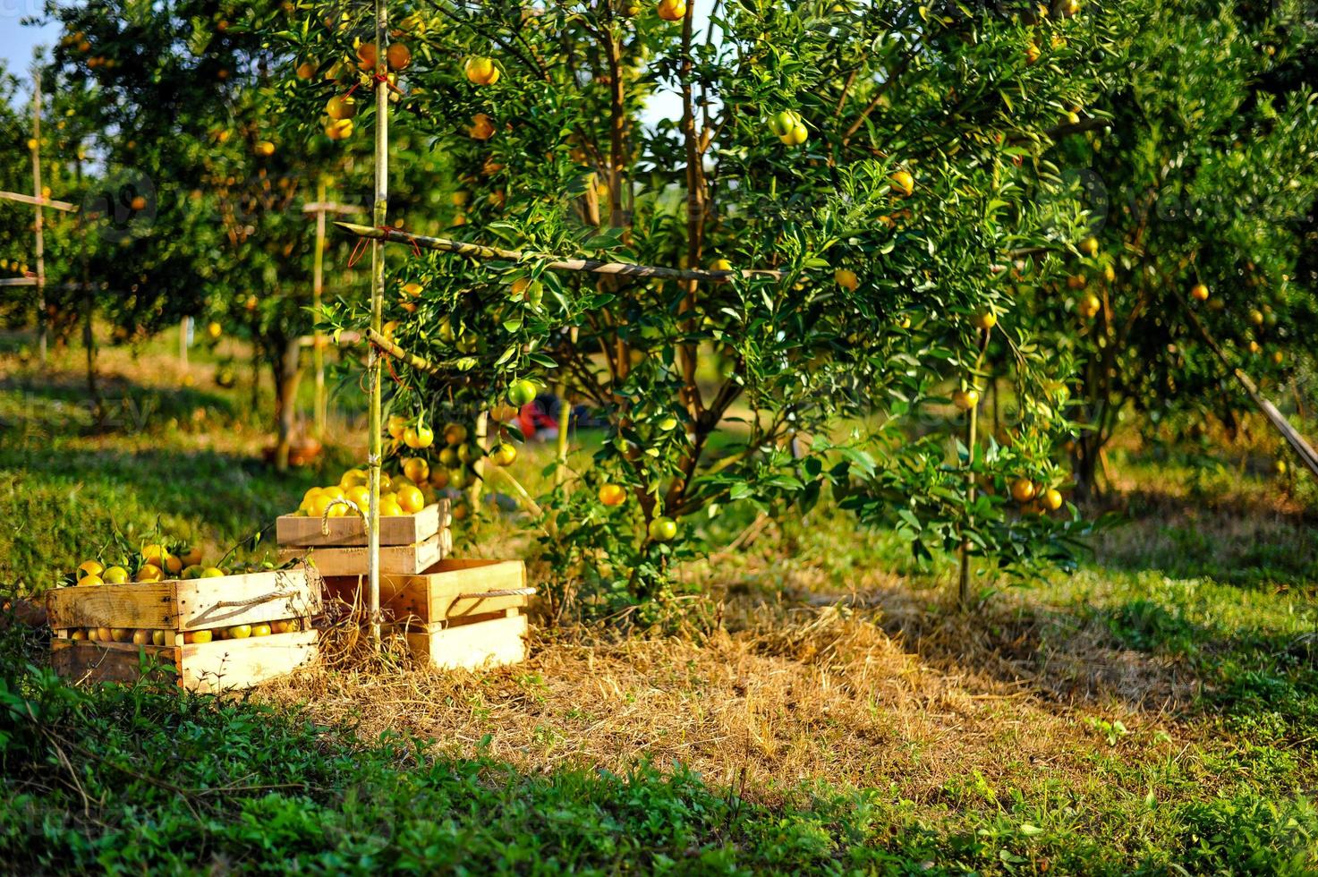 laranja jardim com muitos pomares maduros. cara amarela o jardim laranja dos jardineiros esperando a colheita. foto