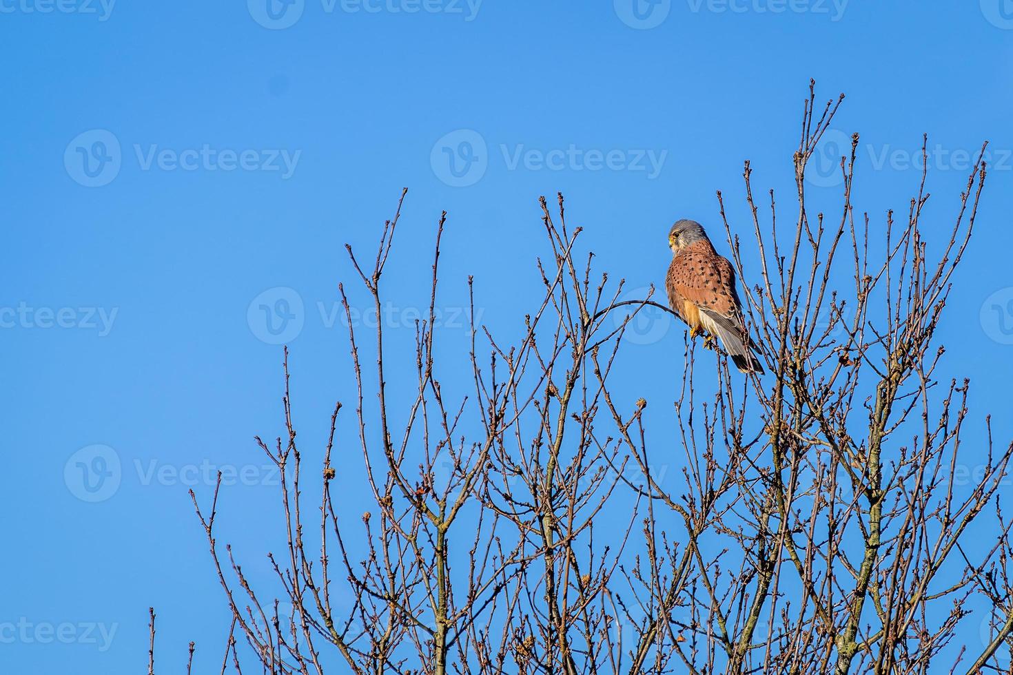 Kestrel descansando em uma árvore em um dia ensolarado de inverno foto