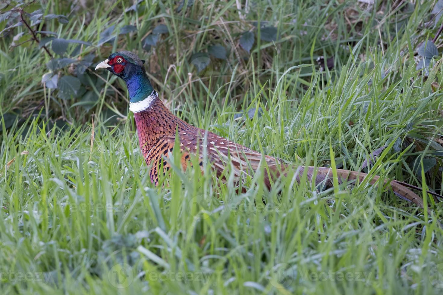 faisão comum atravessando um campo em East Gristead foto