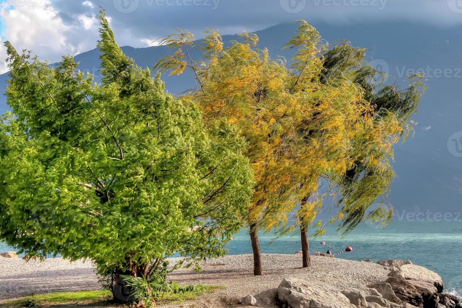 árvores sopradas pelo vento em riva del garda foto