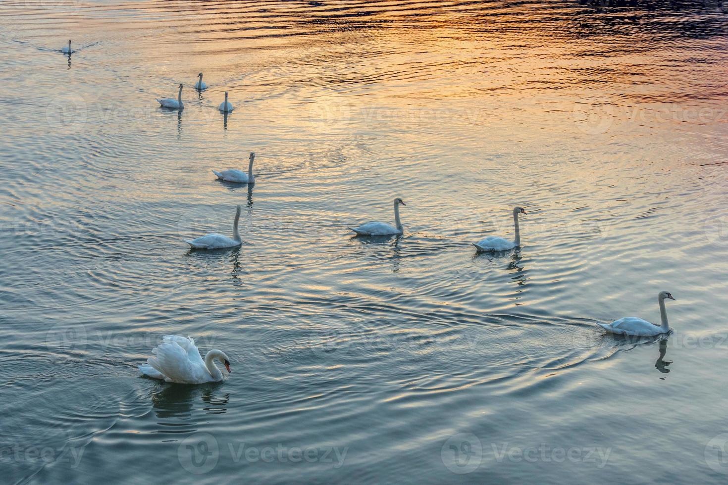 cisnes no lago maggiore foto