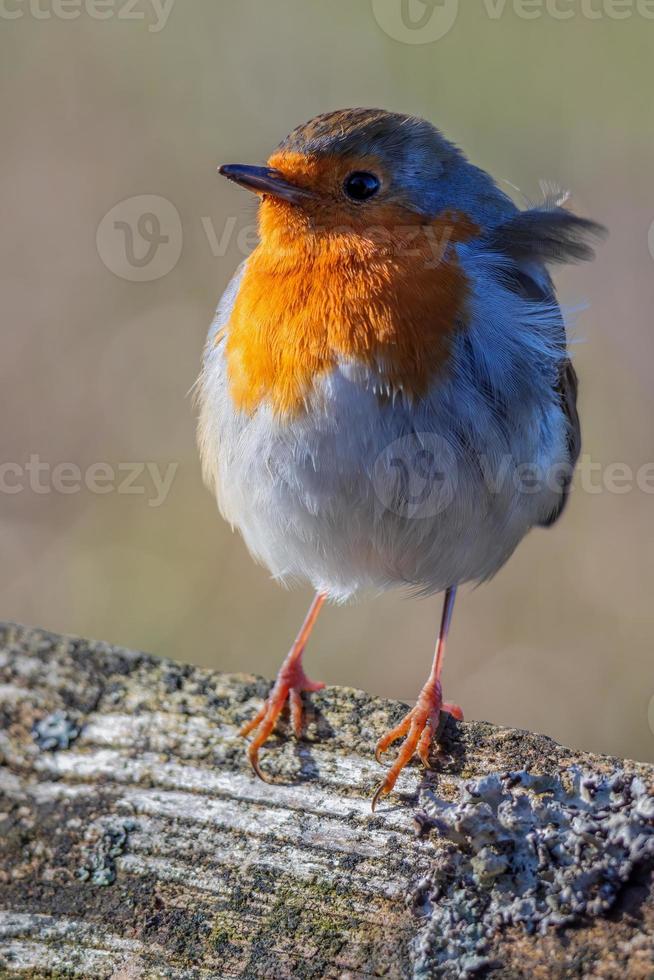 Robin de pé em um tronco ao sol de outono foto