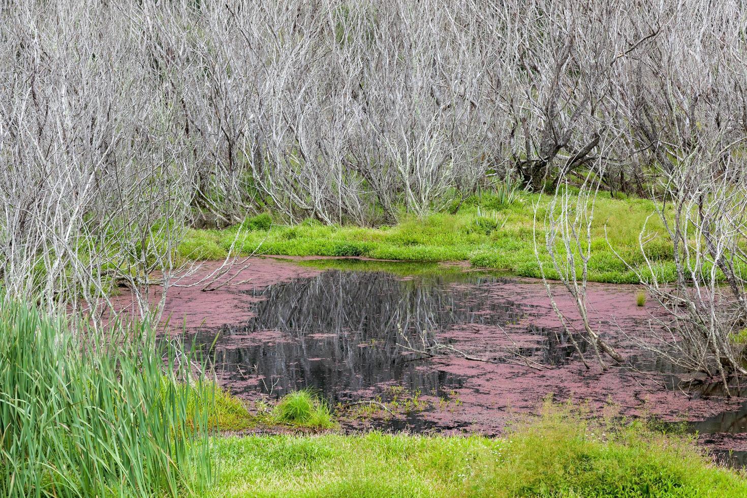 algas vermelhas e árvores mortas para zonas húmidas foto