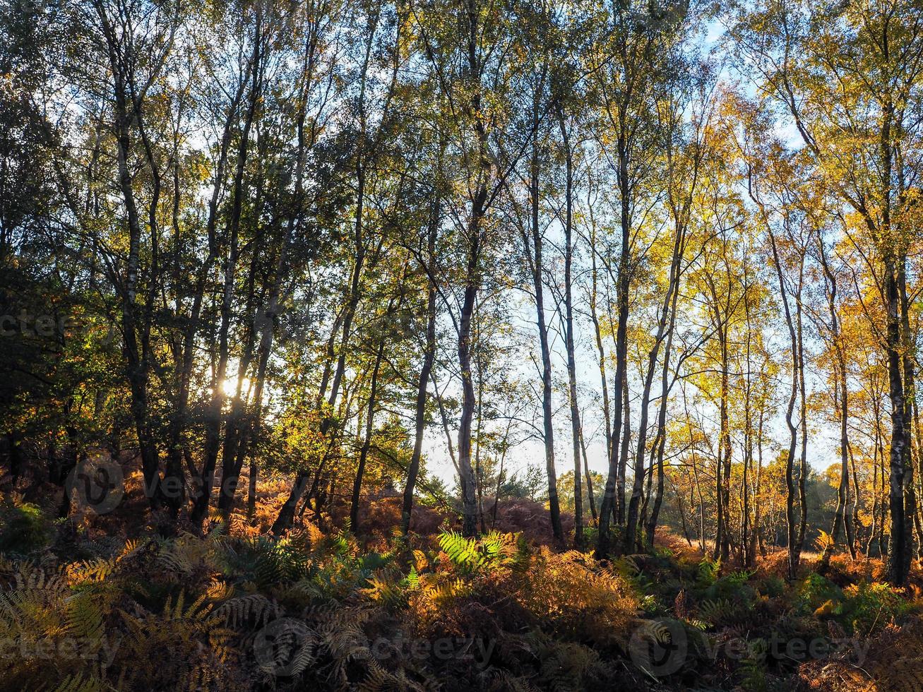 vista panorâmica da floresta de ashdown em sussex foto