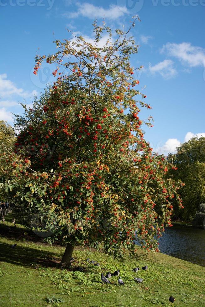 fruto da árvore de rowan ou moutain freixo ao lado de um lago foto