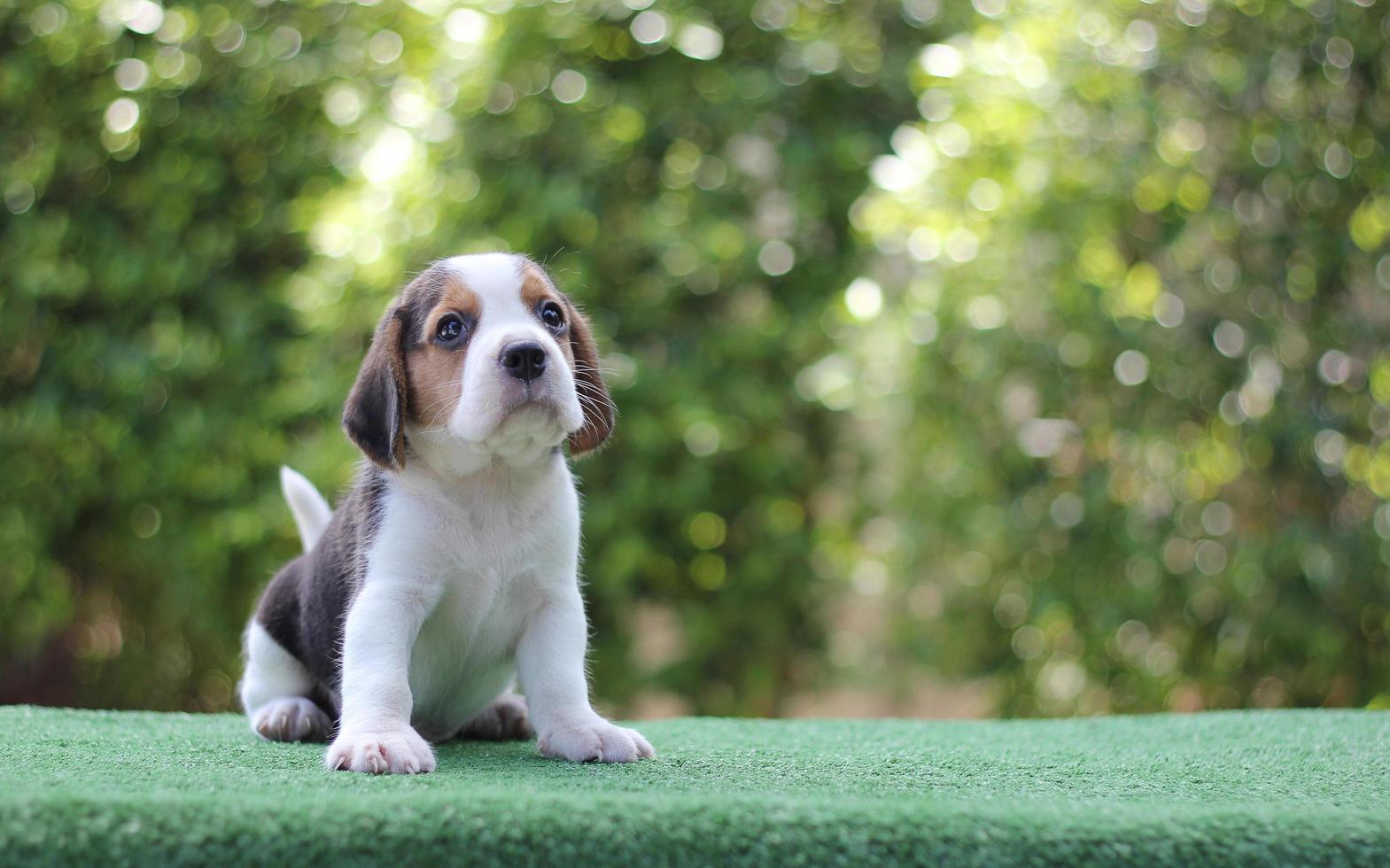 esses cães são usados para detectar alimentos na bagagem. Os beagles têm narizes excelentes. beagles são usados em uma variedade de procedimentos de pesquisa. foto