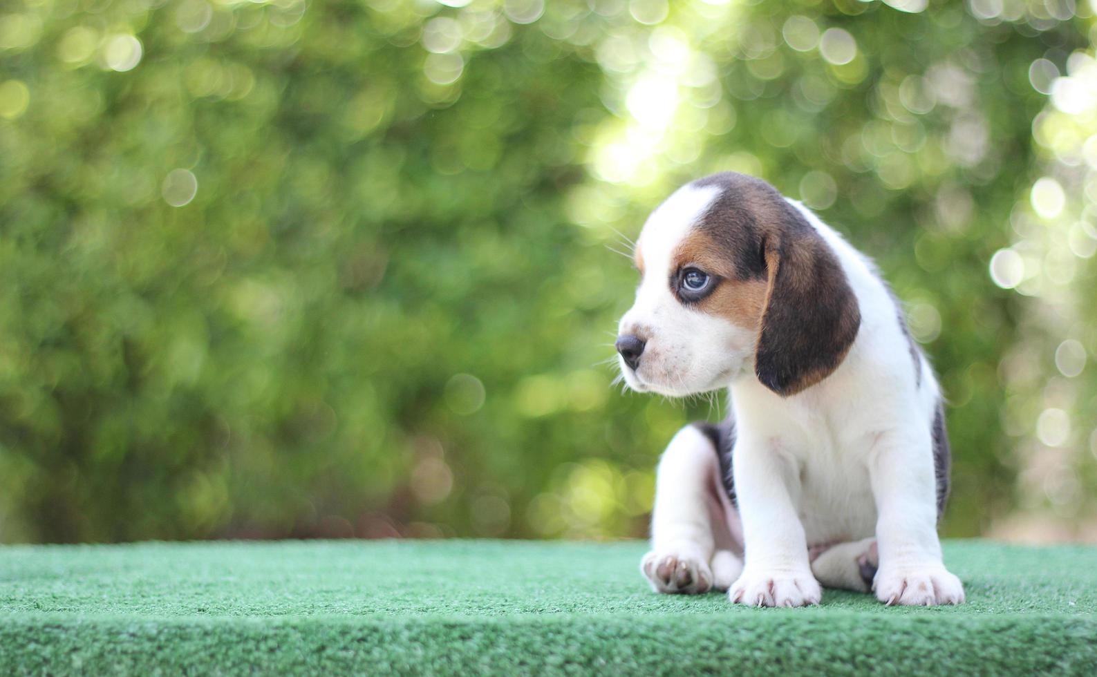 esses cães são usados para detectar alimentos na bagagem. Os beagles têm narizes excelentes. beagles são usados em uma variedade de procedimentos de pesquisa. foto