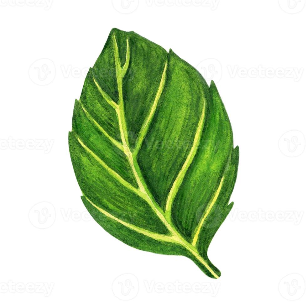 ilustração em aquarela de folha de manjericão fresco. desenho botânico desenhado à mão isolado no fundo branco. erva de primavera picante, tempero de jardim. planta verde suculenta para decorar menu, café, embrulho foto