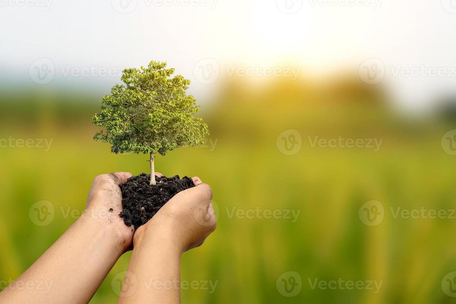 o cultivo de árvores em mãos humanas e o conceito de proteção ambiental de fundo verde embaçado da floresta mantêm um mundo ecologicamente limpo cartões do dia da terra. foto
