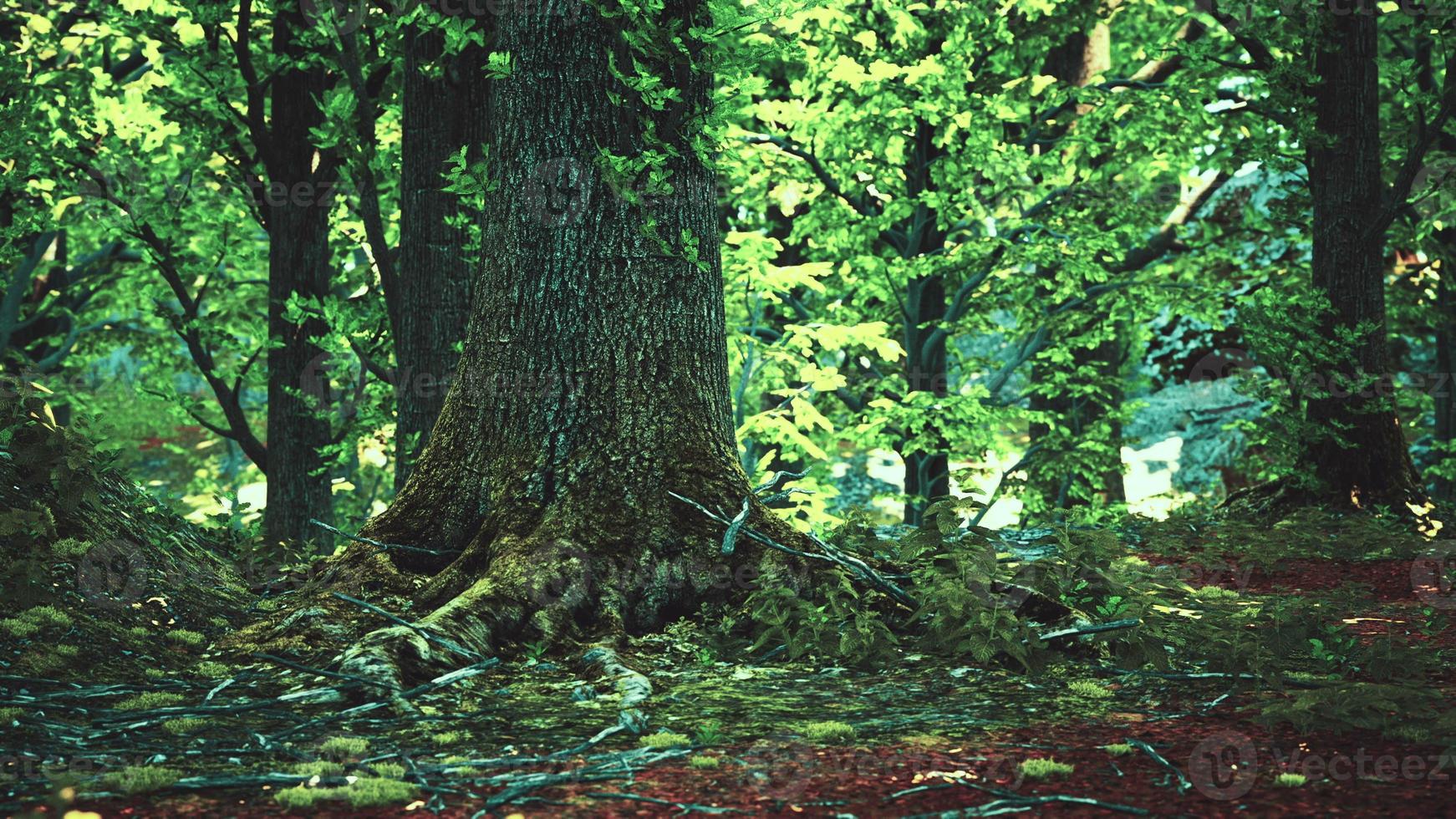 paisagem florestal com velhas árvores maciças e pedras cobertas de musgo foto