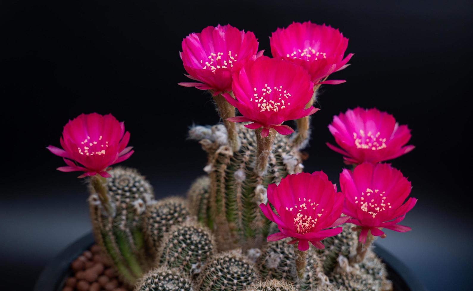 flores rosa escuro ou vermelho claro de um cacto ou cactos. aglomerado de cactos em uma panela pequena. estufas para cultivar plantas em casas. atirando no fundo preto do estúdio. foto