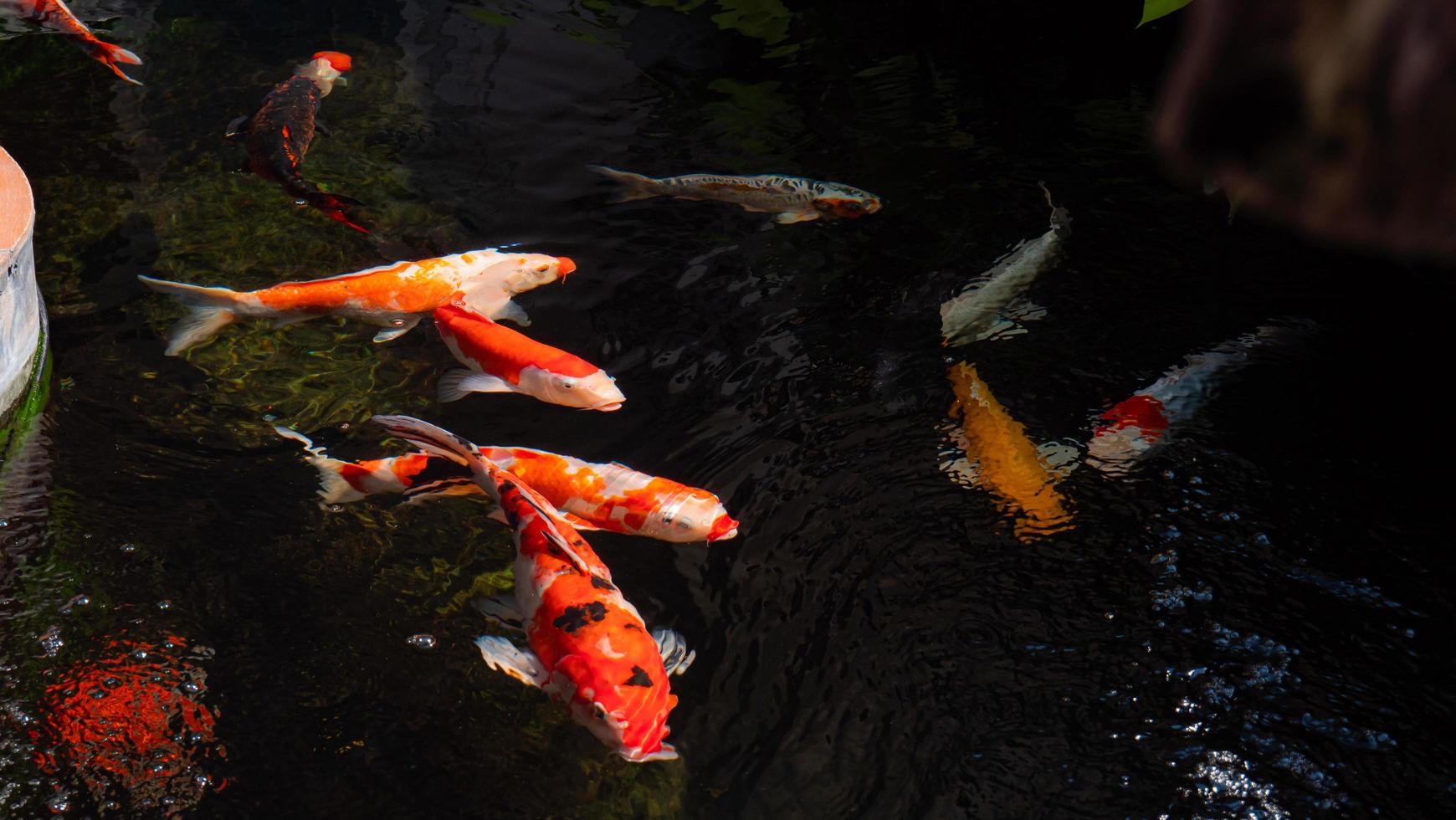 peixes koi extravagantes ou carpas extravagantes nadando em um lago de peixes de lagoa negra. animais de estimação populares para relaxamento e significado do feng shui. foto