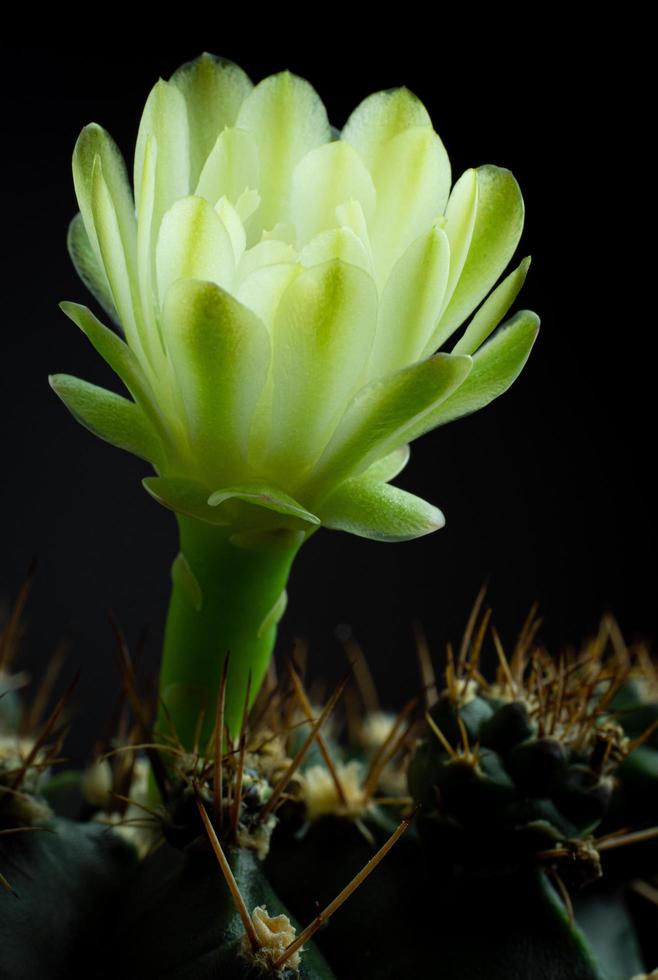 as flores estão desabrochando. cacto, flor de gymnocalycium verde branca e  macia, florescendo em cima de uma planta pontiaguda longa e arqueada em  torno de um fundo preto, brilhando de cima. 6660559