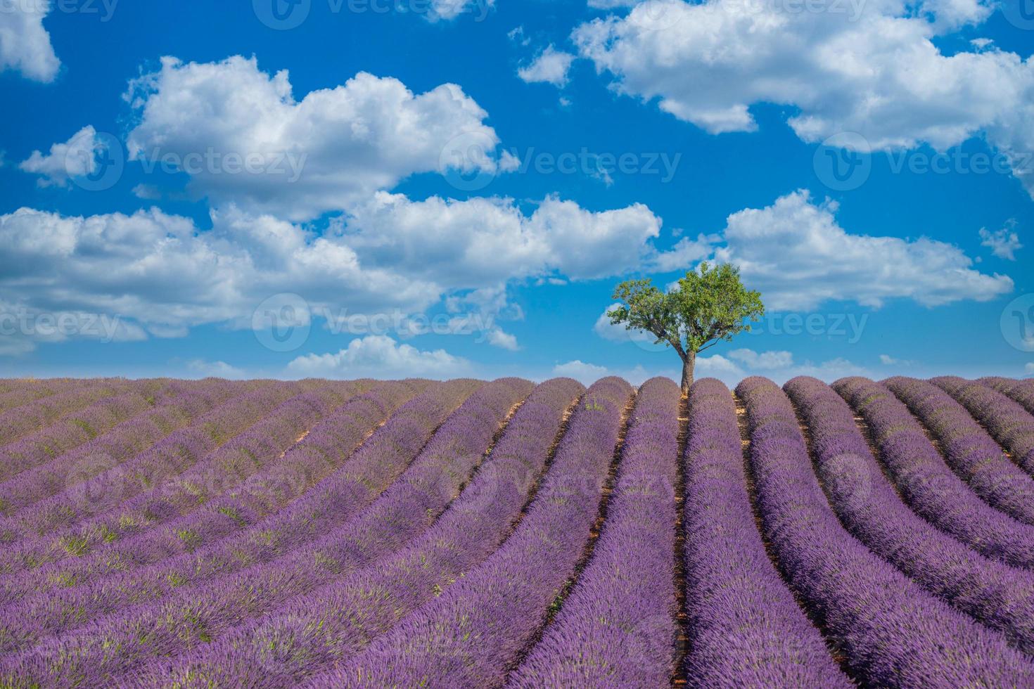 paisagem deslumbrante com campo de lavanda em dia ensolarado. flores de lavanda perfumada violeta desabrochando, paisagem campestre incrível, árvores e céu azul nublado. paisagem idílica da natureza foto