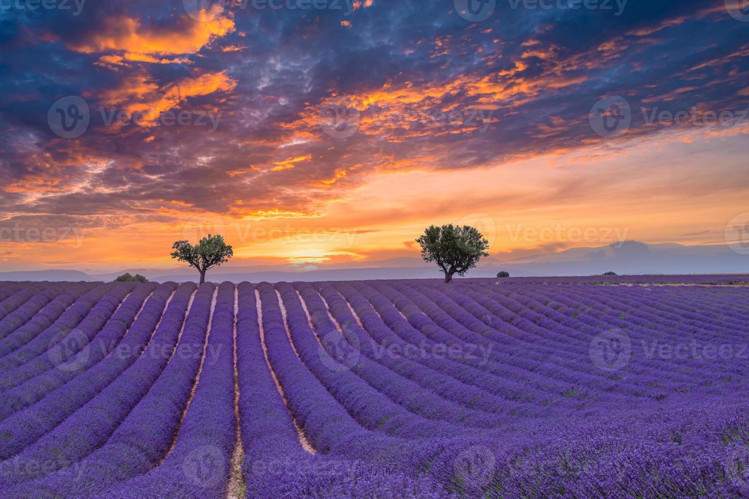 campo de verão com flores desabrochando de lavanda contra o céu do sol. bela paisagem natural, fundo de férias, famoso destino de viagem. vista da natureza pitoresca, nascer do sol brilhante, provence foto