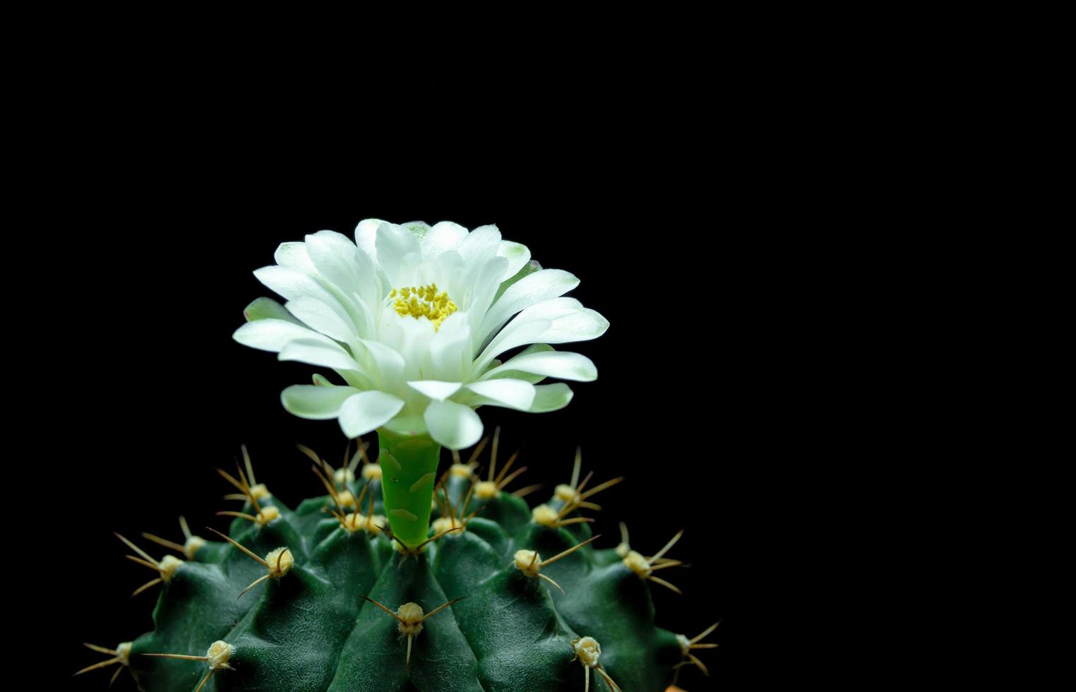 as flores estão desabrochando. cacto, flor de gymnocalycium verde branca e  macia, florescendo em cima de uma planta pontiaguda longa e arqueada em  torno de um fundo preto, brilhando de cima. 6666541