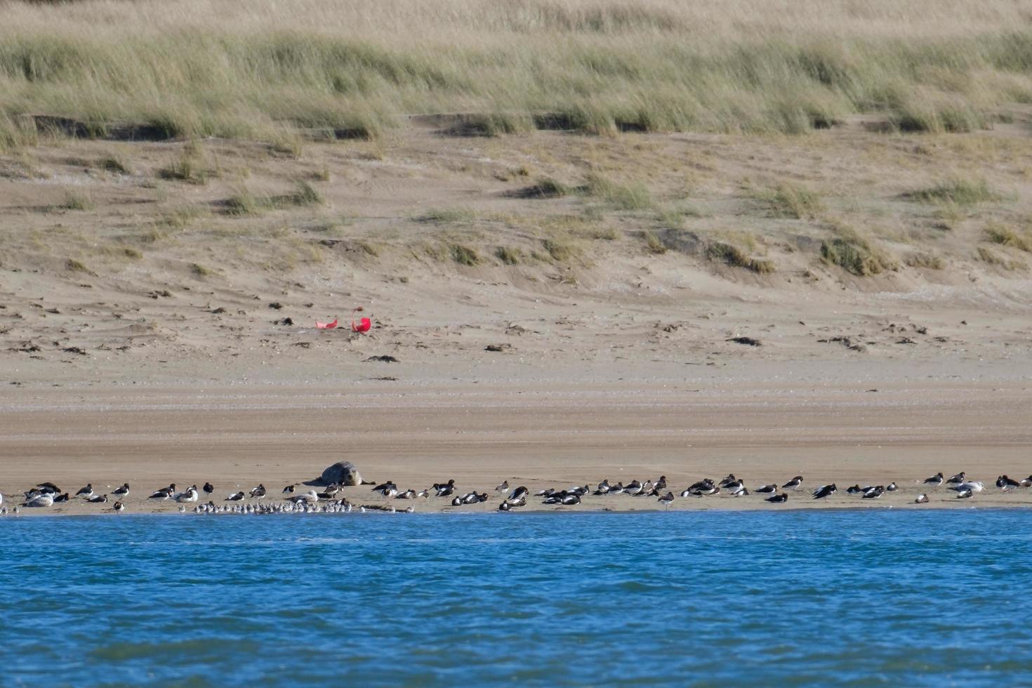 foca cinzenta halichoerus grypus marlough beach irlanda do norte reino unido foto