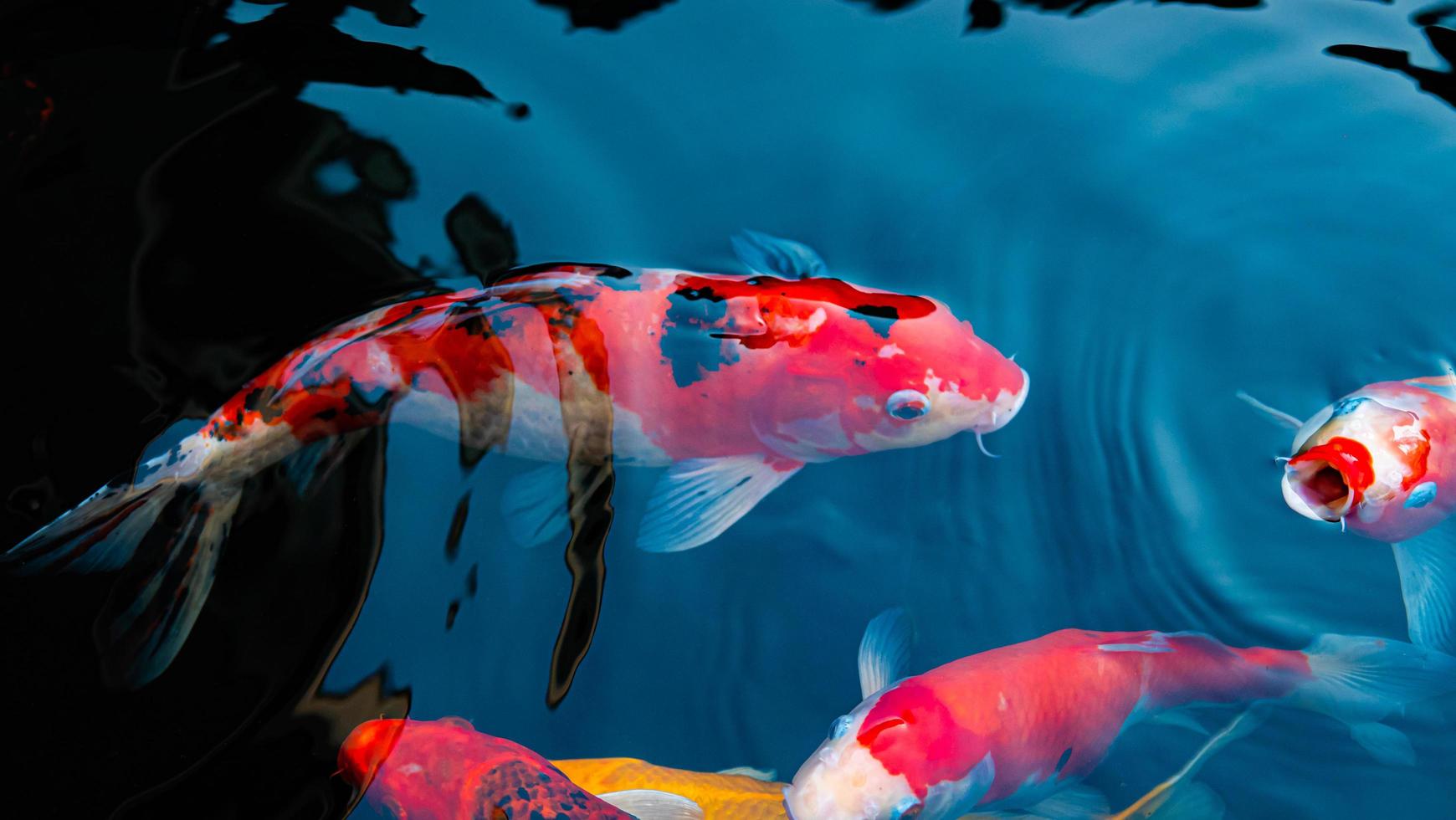 peixes koi extravagantes ou carpas extravagantes nadando em um lago de peixes de lagoa negra. animais de estimação populares para relaxamento e significado do feng shui. foto