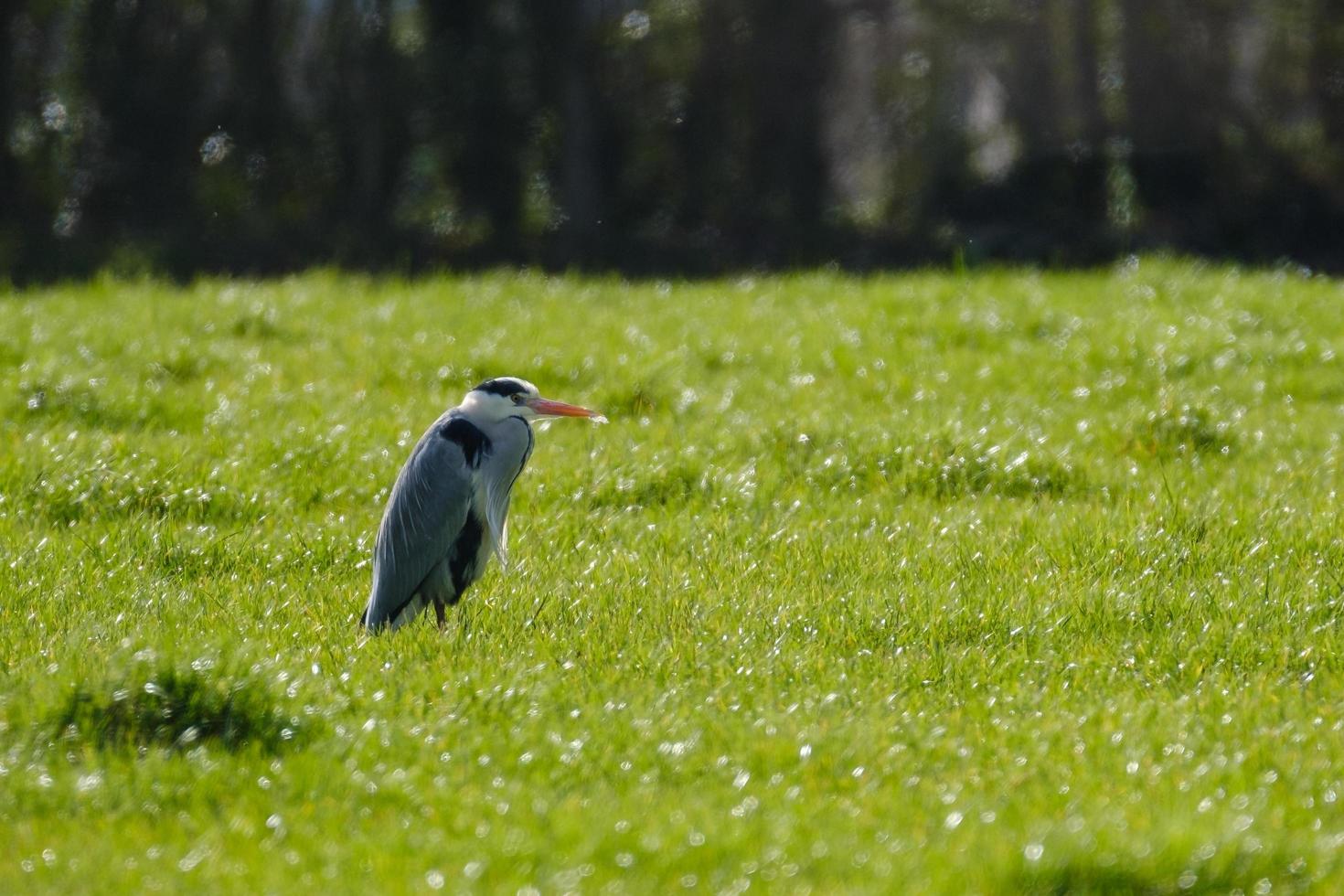 Grey Heron Marlough Beach Irlanda do Norte Reino Unido foto