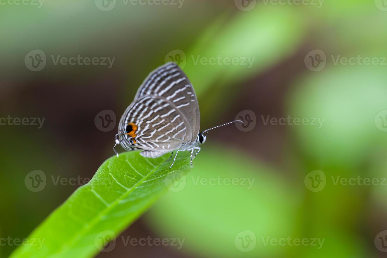 uma borboleta manchada cinza empoleira-se em uma folha verde foto