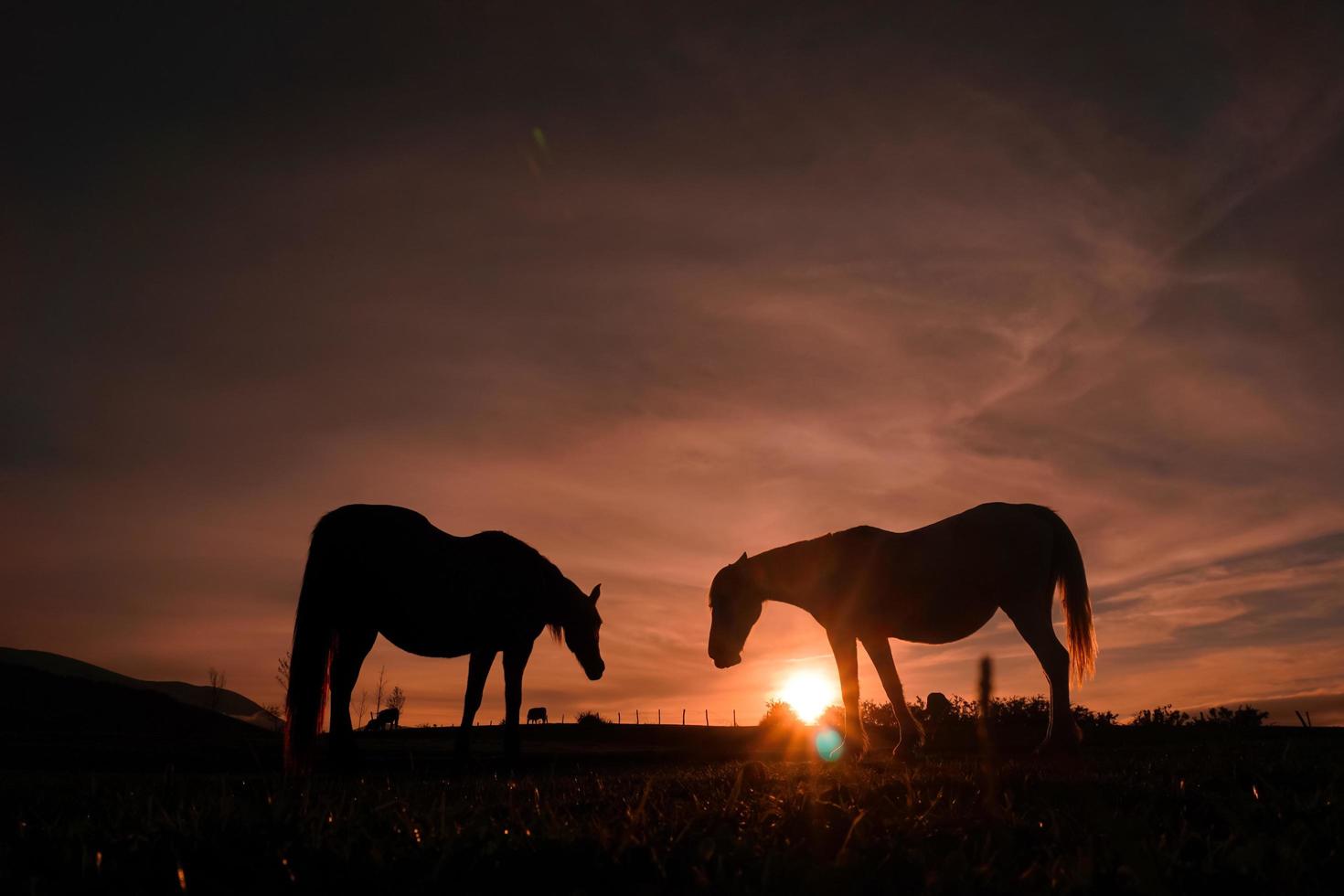silhueta de cavalos no prado com um belo pôr do sol foto