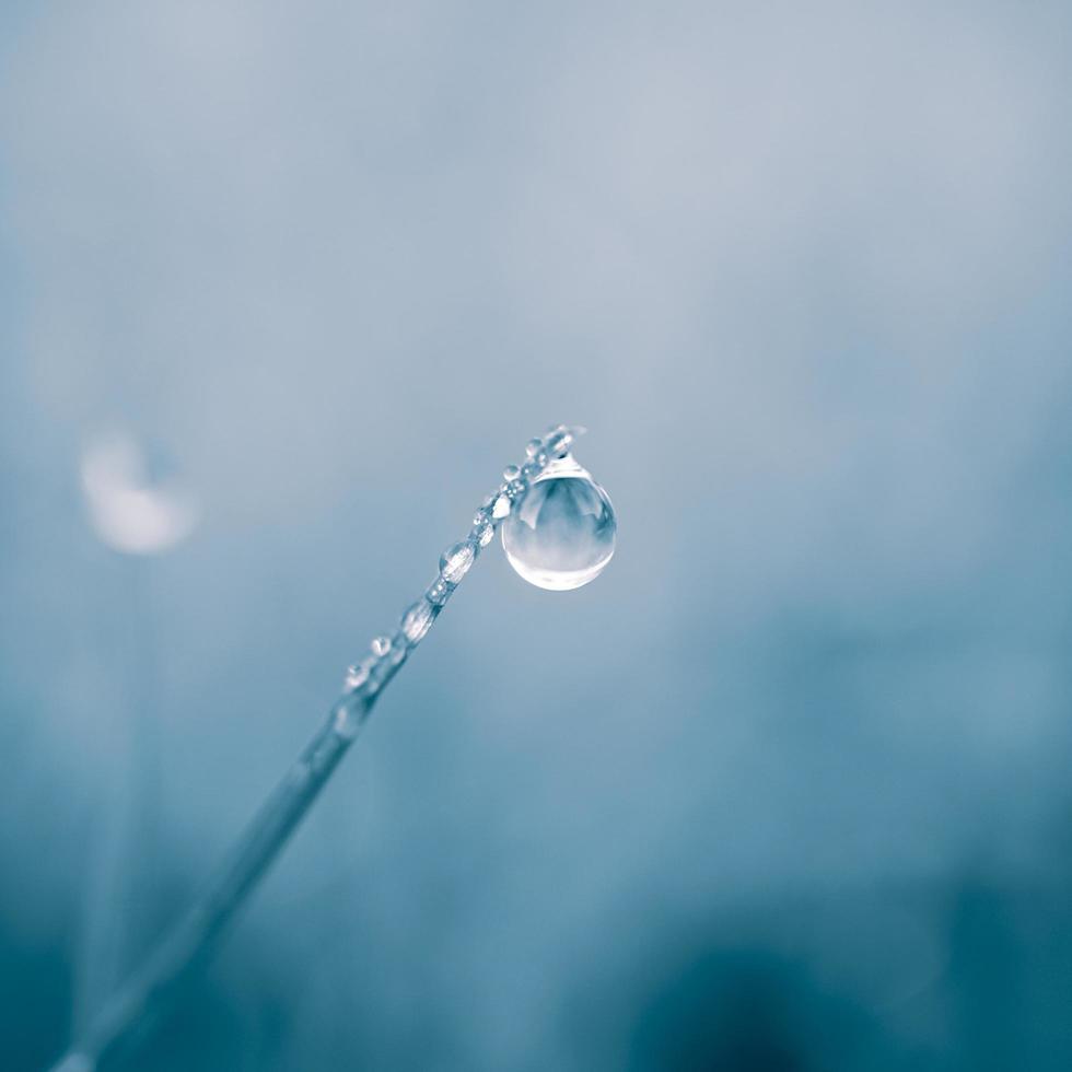 gota de chuva na folha de grama na primavera em dias chuvosos foto