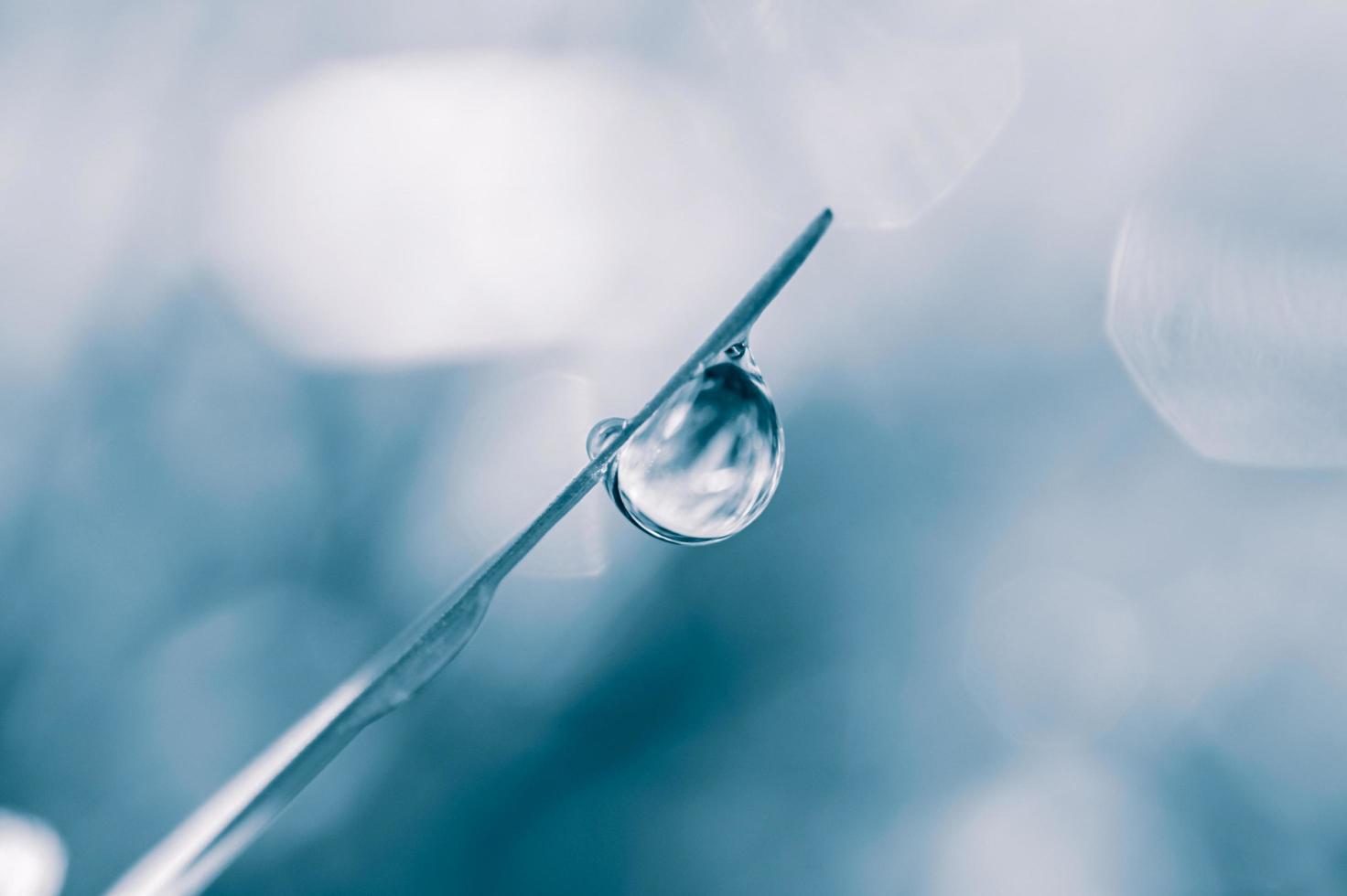 gota de chuva na folha de grama na primavera em dias chuvosos foto