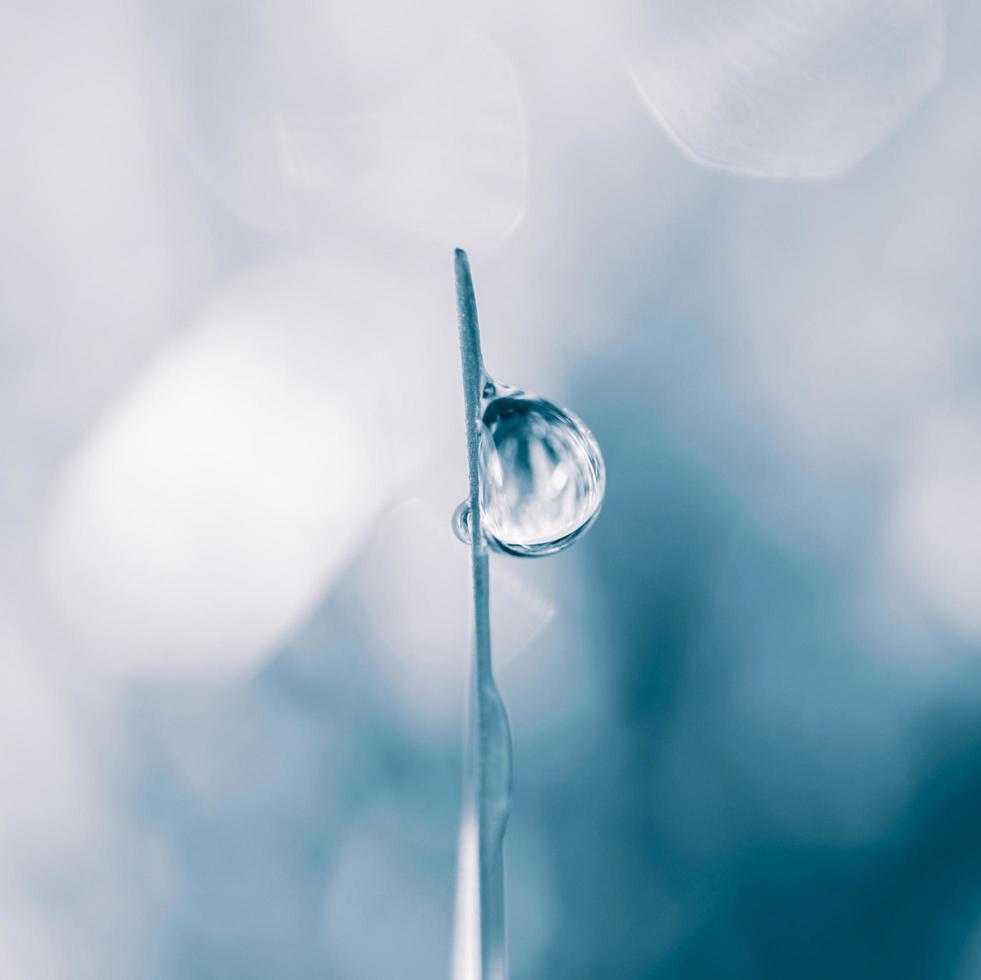 gota de chuva na folha de grama na primavera em dias chuvosos foto