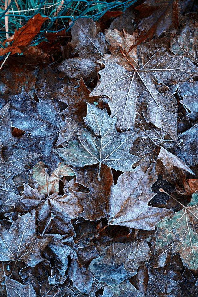 folhas congeladas na natureza na temporada de inverno foto