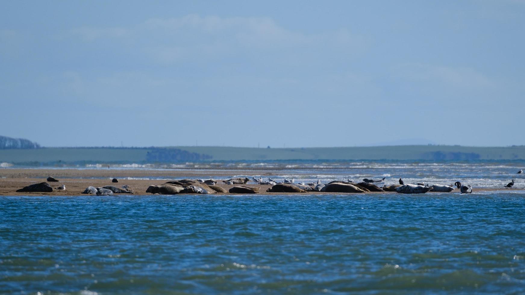 foca cinzenta halichoerus grypus marlough beach irlanda do norte reino unido foto