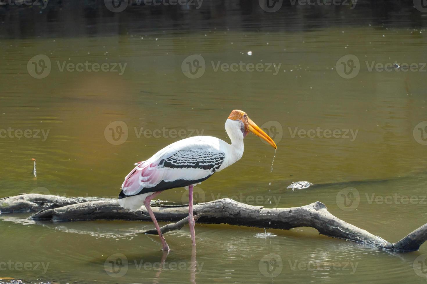 cegonha-de-bico-amarelo forrageando em uma lagoa natural. cegonha pintada foto