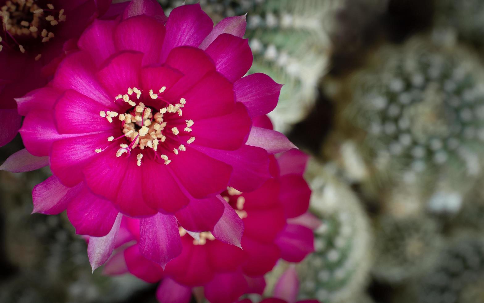 flor com pétalas rosa frescas é uma flor de uma espécie de cacto lobivia com estames amarelos, estames longos. é colocado em um canto da imagem. com um fundo desfocado de caules de cacto foto