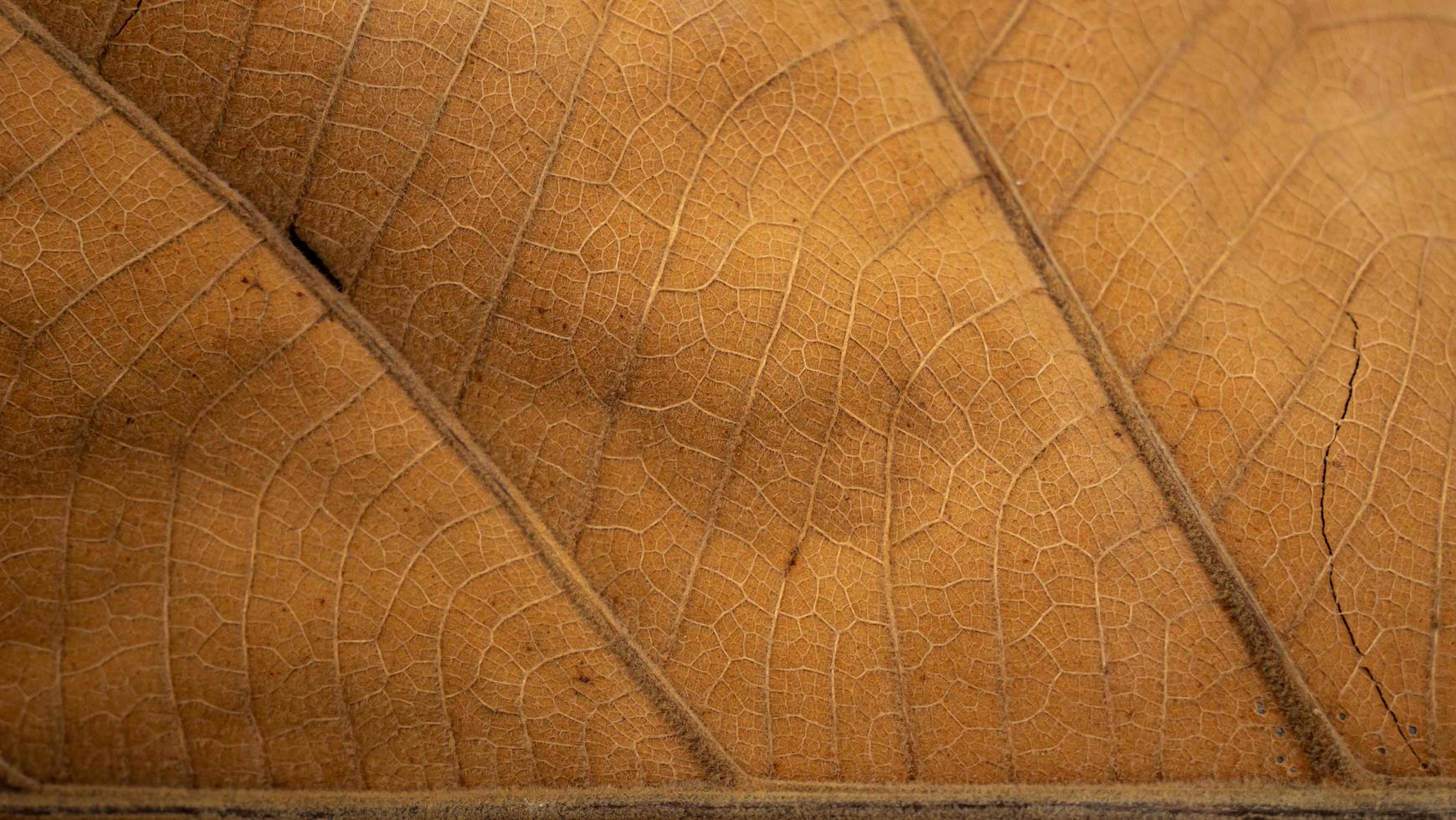 listras de folhas secas, marrons. listras e linhas de folhas secas e crocantes. pode ser usado como plano de fundo ou papel de parede foto