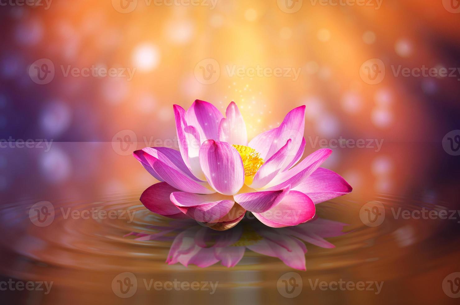 flor de lótus rosa luz roxa flutuante luz brilhante fundo roxo foto