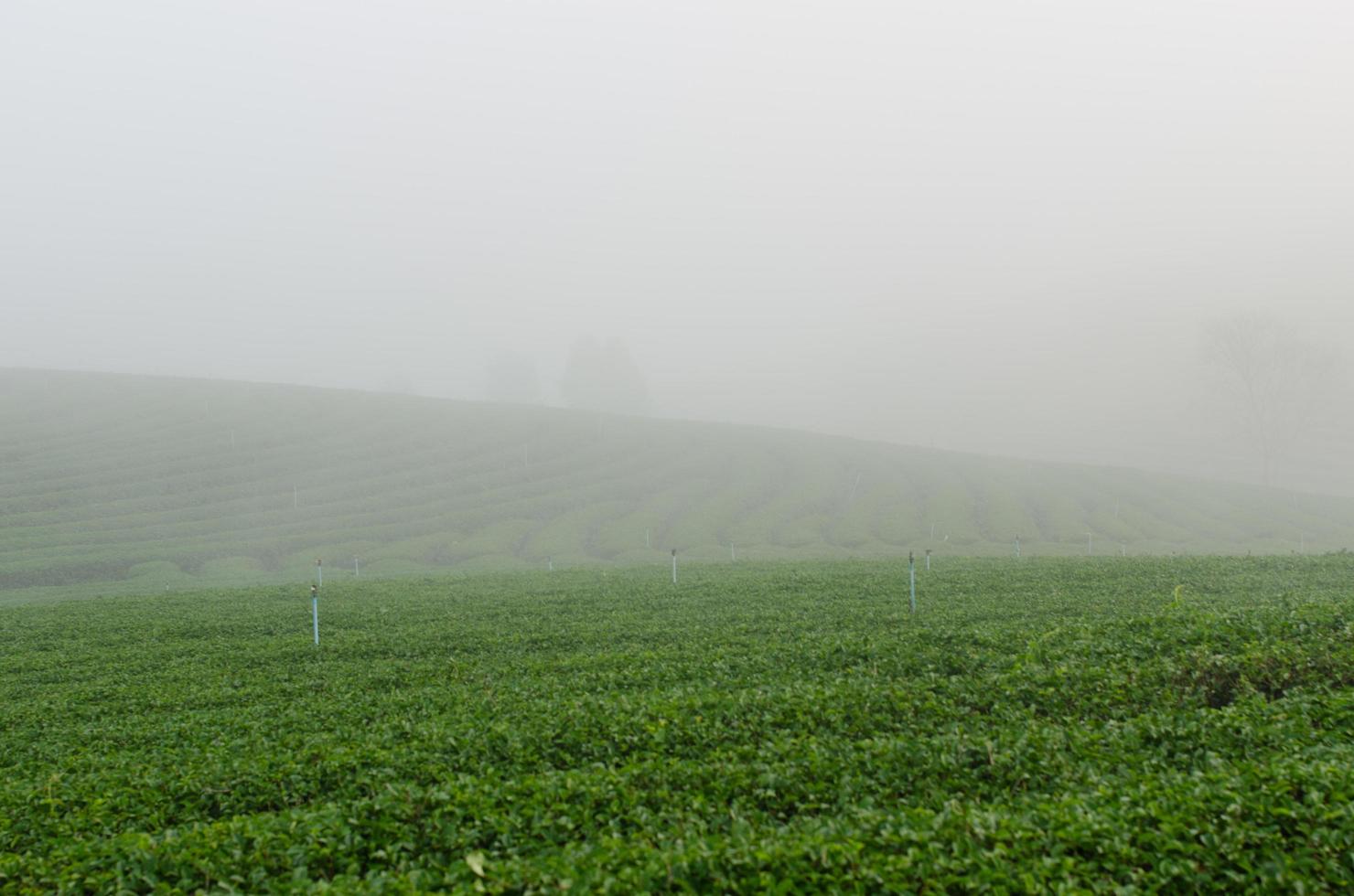 plantação de chá com neblina na tailândia foto