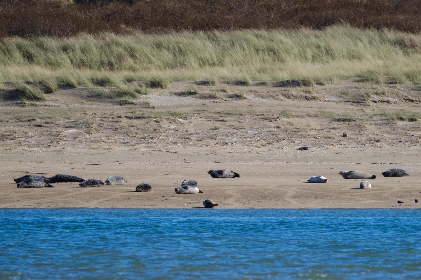 foca cinzenta halichoerus grypus marlough beach irlanda do norte reino unido foto