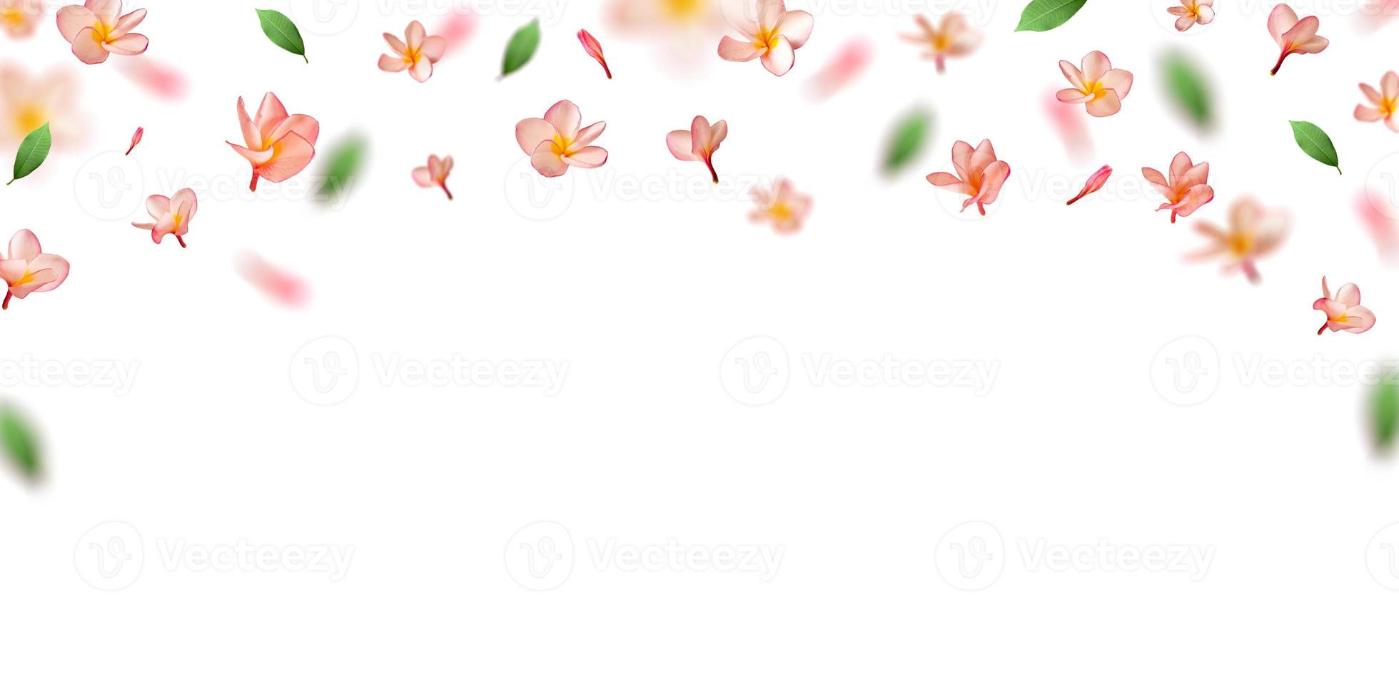 pétalas de flores rosa caindo naturais com flor de flor de frangipani. foto