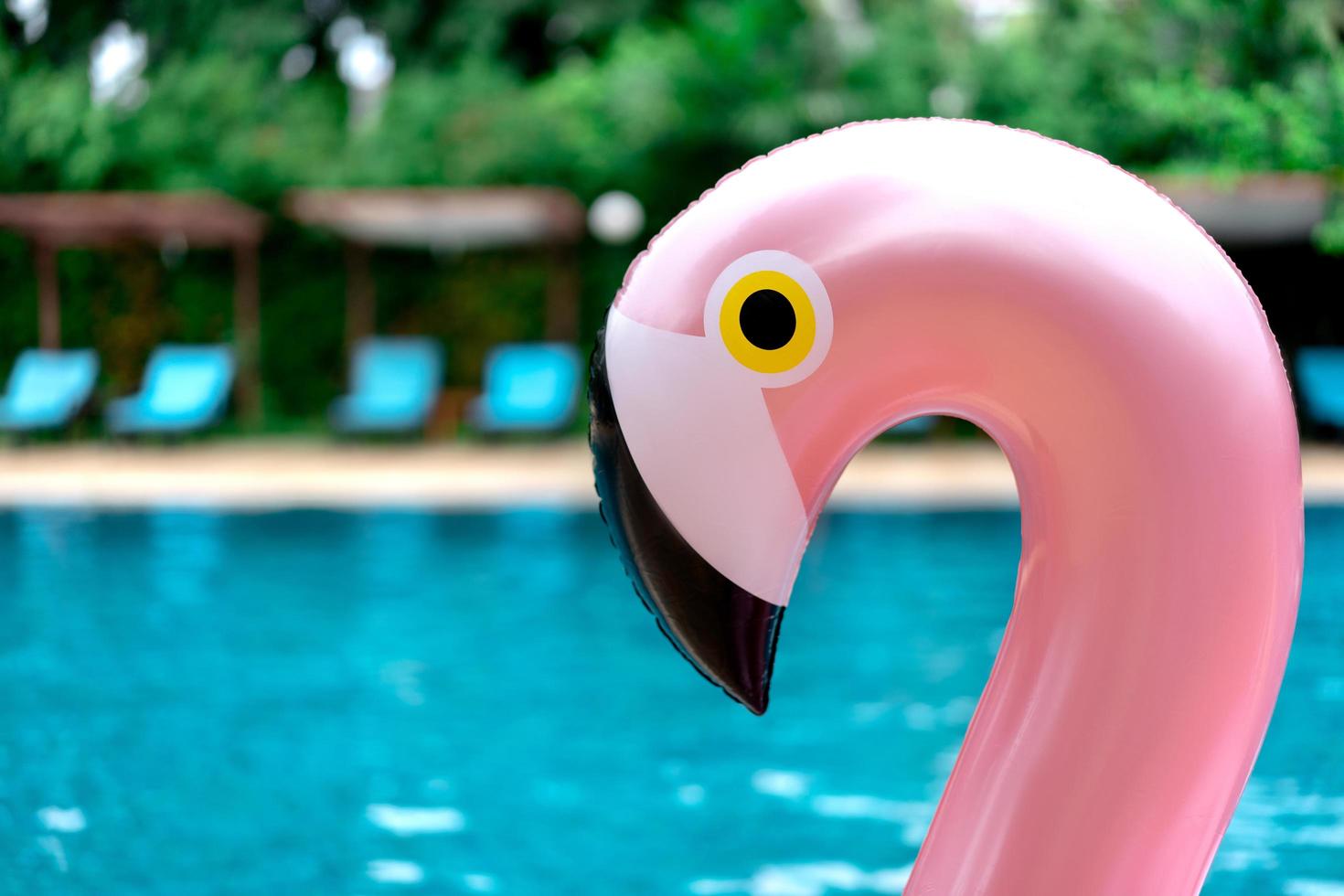 inflável rosa flamingo foto