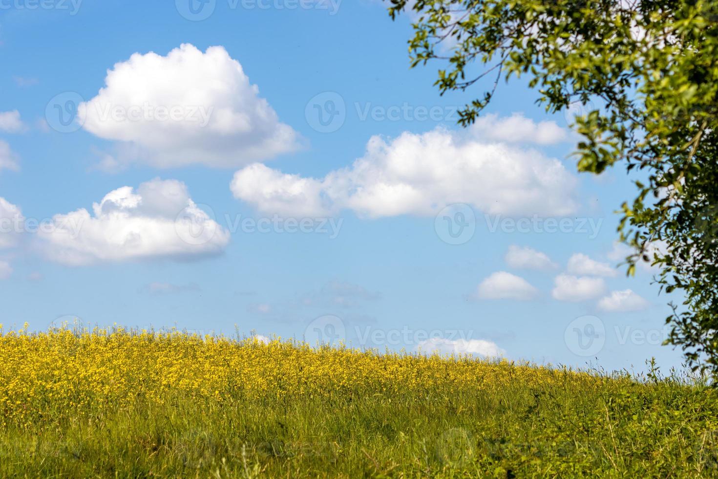 flor de colza na zona rural de sussex, perto de grrstead foto