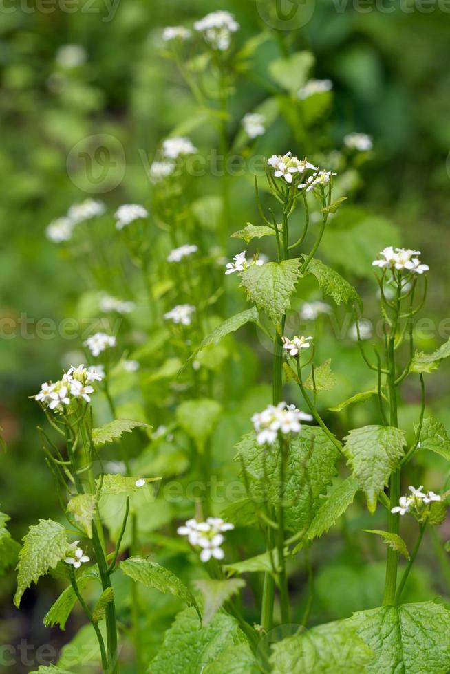 mostarda de alho florescendo na primavera em cornwall foto