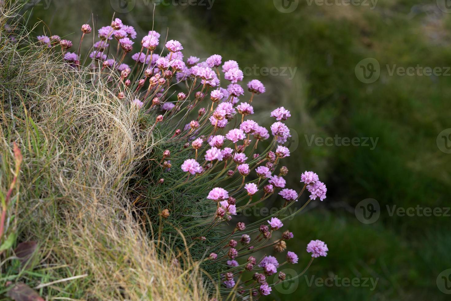 rosas do mar florescendo na primavera em pendennis point perto de falmouth em cornwall foto