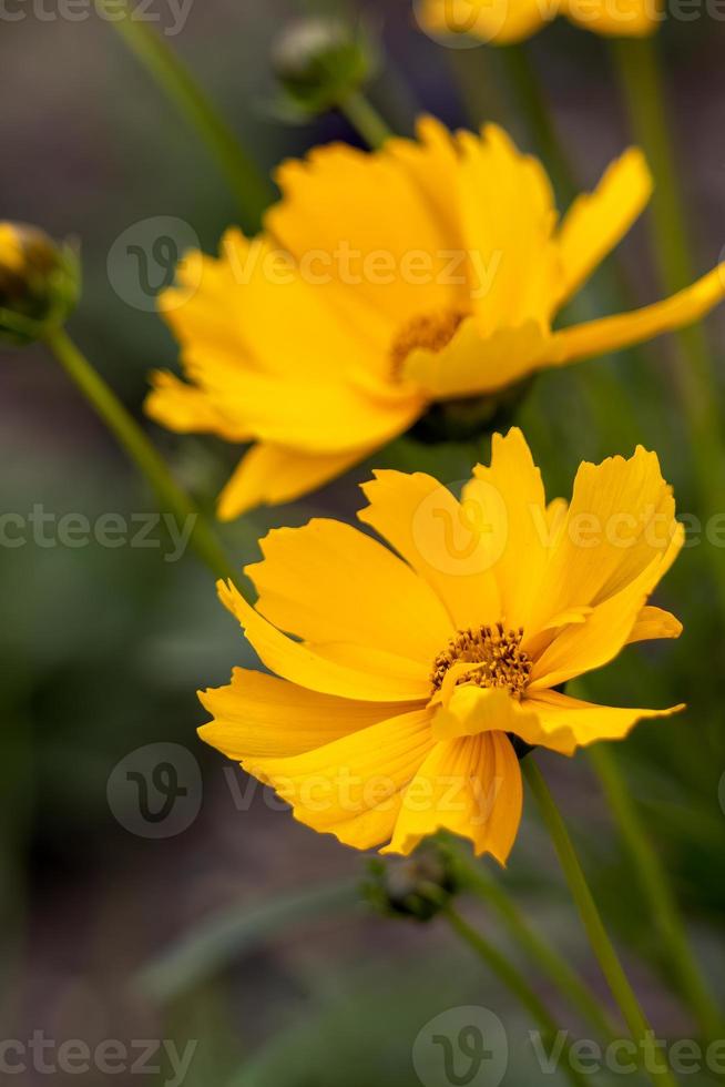 coreopsis carrapato asteraceae compositae grandiflora badengold foto