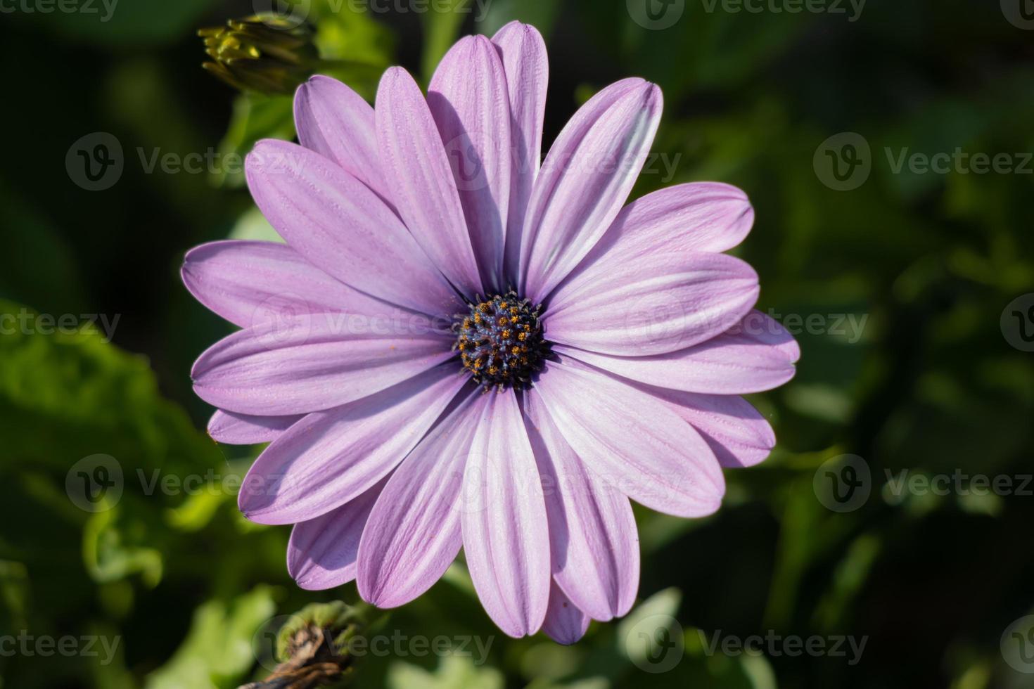 osteospermum roxo florescendo em um jardim inglês no último dia de verão foto