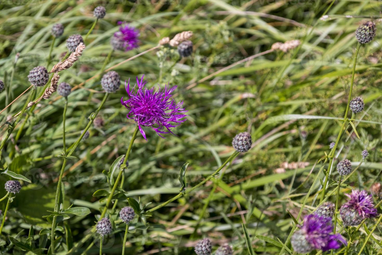 maior knapweed floração nas colinas do sul foto